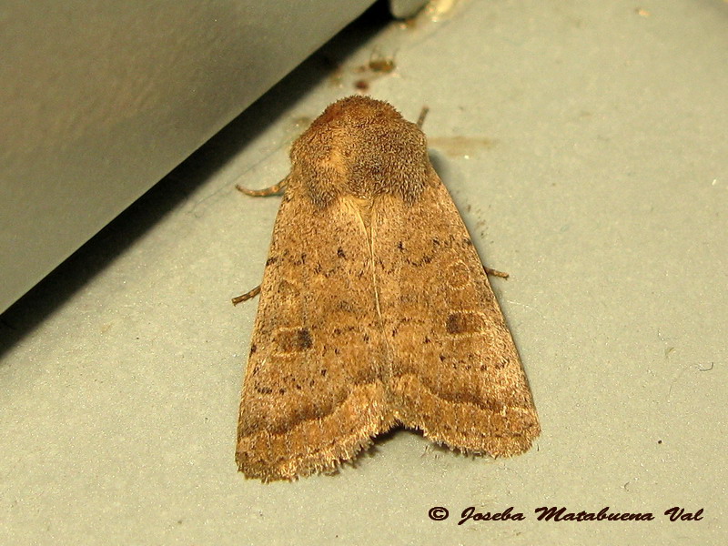 Noctuidae da id.: Hoplodrina octogenaria